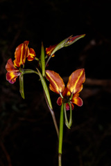 Diuris magnifica