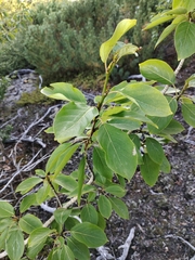 Populus suaveolens