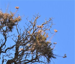 Ptilostemon chamaepeuce