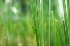 Ischnura senegalensis