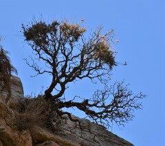 Ptilostemon chamaepeuce