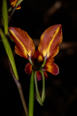 Diuris magnifica