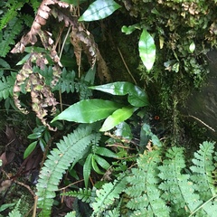 Loxogramme formosana