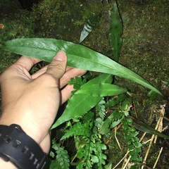 Loxogramme formosana