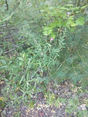 Sidalcea