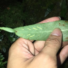 Loxogramme formosana