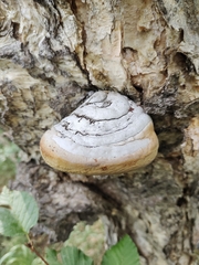 Phellinus igniarius
