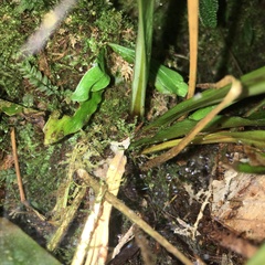 Loxogramme formosana