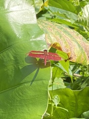 Neurothemis fulvia