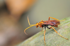 Batozonellus annulatus