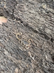 Paruroctonus silvestrii