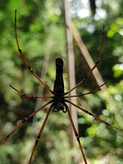 Nephila kuhli