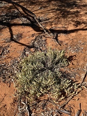 Maireana trichoptera