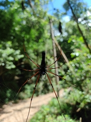 Nephila kuhli