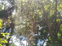 Nephila kuhli