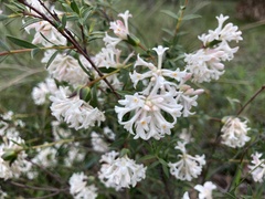 Pimelea stricta