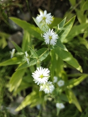 Stellaria radians