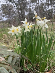 Narcissus