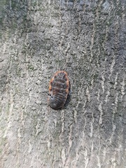 Monophlebidae