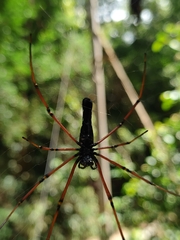 Nephila kuhli