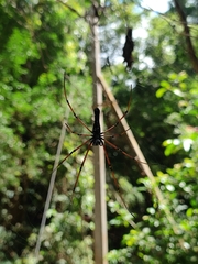 Nephila kuhli