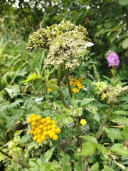 Angelica gmelinii