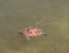 Emydidae