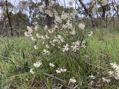 Pimelea stricta