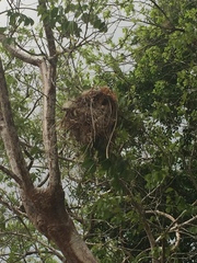 Pachyramphus aglaiae