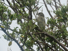 Pachycephala pectoralis