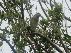Pachycephala pectoralis