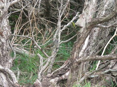 Pachycephala pectoralis