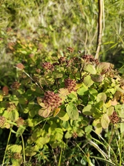 Spiraea beauverdiana