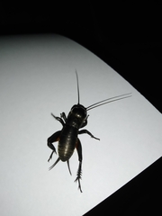 Gryllus campestris