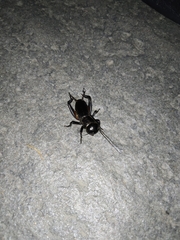 Gryllus campestris