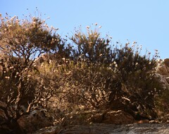 Ptilostemon chamaepeuce