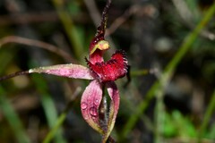 Caladenia fulva