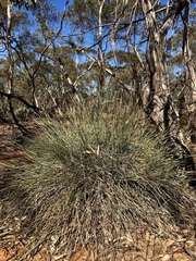 Lomandra effusa