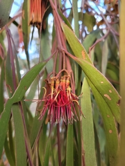 Amyema pendula pendula