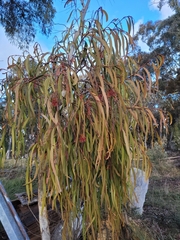 Amyema pendula pendula