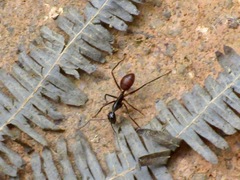 Dinomyrmex gigas