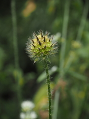 Dipsacus pilosus