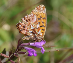 Boloria dia