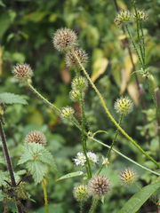 Dipsacus pilosus