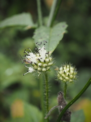 Dipsacus pilosus
