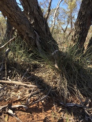 Lomandra effusa