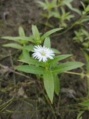 Stellaria radians