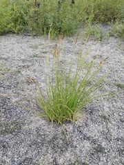 Carex appendiculata