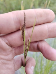Carex appendiculata
