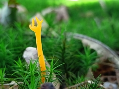 Calocera viscosa